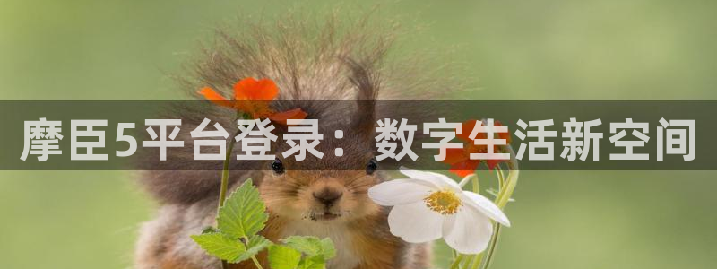 万向娱乐下载入口